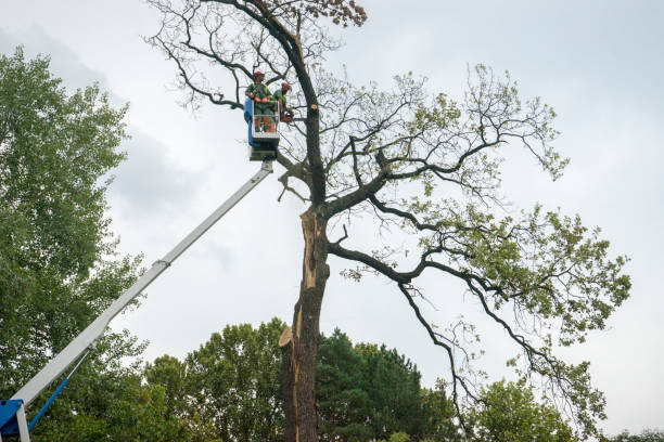 Best Tree Mulching  in Huntgburg, IN